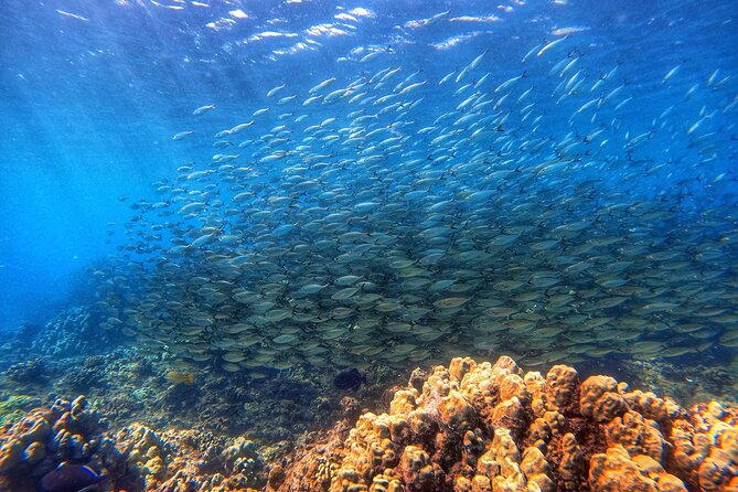 Certified Divers! Scuba dive the Ka'anapali Coast and more! - Your Two-Hour Shore Scuba Session, Step by Step