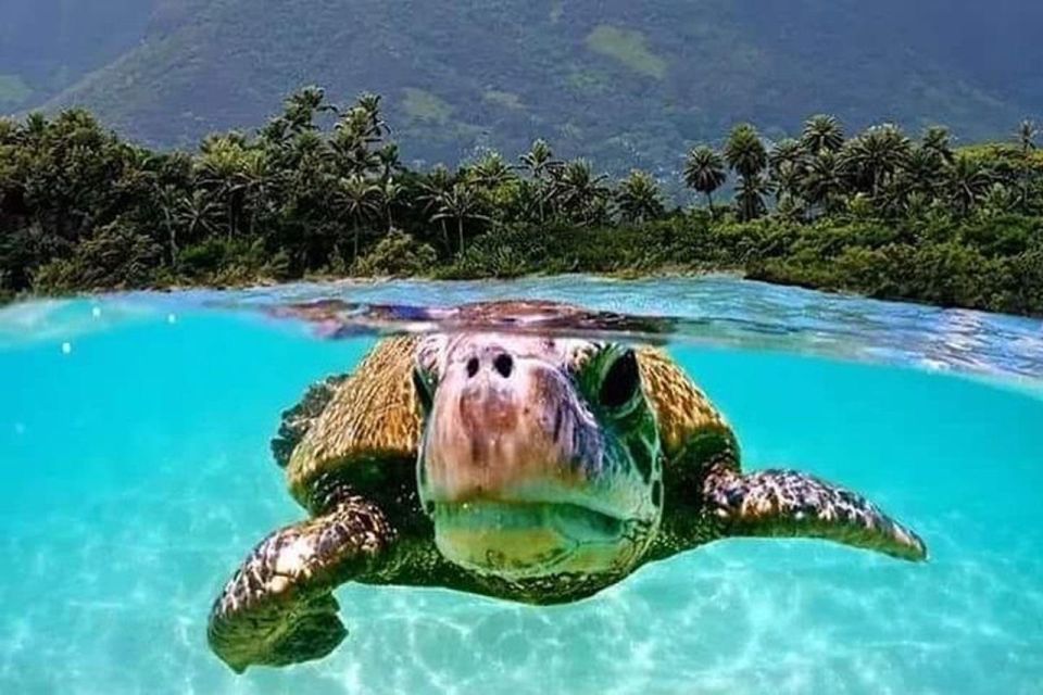Circle Island: Swim with Turtles and Explore Paradise Oahu - Tropical Farms: Macadamia Samples and a Real Taste of Farming