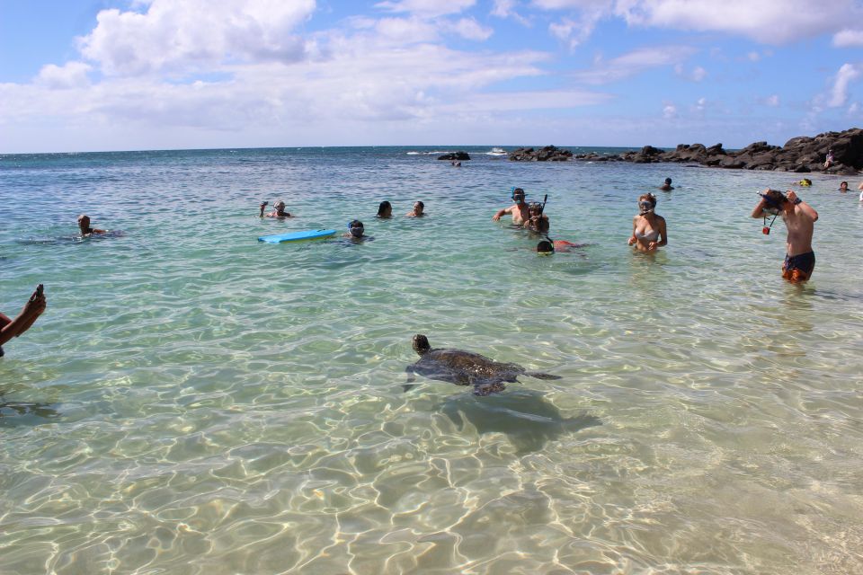 Circle Island: Swim with Turtles and Explore Paradise Oahu - North Shore Turtle Town: The Moment You Came For