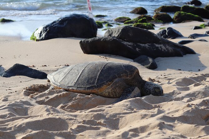 Circle Island Tour with Snorkeling & Turtles - Key Things I’d Bookmark Before You Go