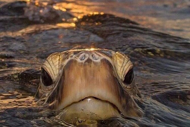 Circle Island tours - swim with turtles,Private & Small Group Tours - A Small-Group Oahu Circle Island Day That Moves at Human Speed