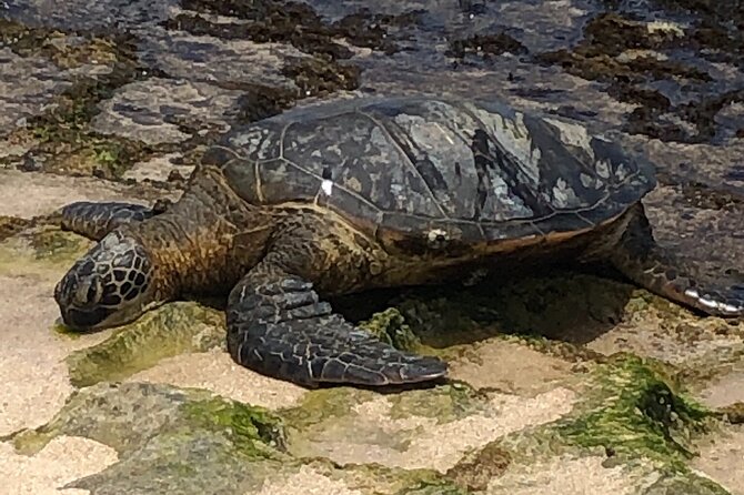 Circle Island tours - swim with turtles,Private & Small Group Tours - North Shore Wildlife Viewing: Sea Turtles and Monk Seals From the Safe Side