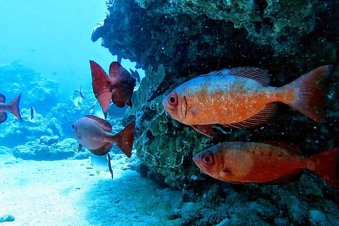 Clear Kayak Tour with Pontoons and Optional Snorkeling-Unlimited - Gear and snacks: what’s included, what to bring yourself