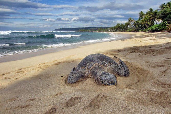 Custom Island Tour - for 4 to 5 people - up to 8 hours - Private tour of Oahu - Custom Means You Set the Rules in the Van