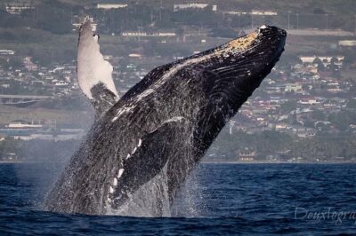 Custom Private Adventure - Setting your water plan on Maui: Maui or Lanai, and what you can target