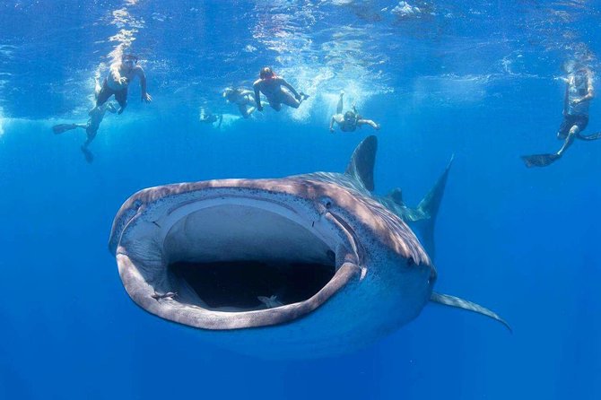 Custom Private Adventure - Snorkeling time around Maui: what to expect and how to get the most from it