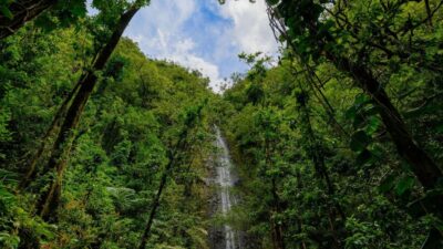 Diamond Head Manoa Falls - Pickup, Van Time, and How the Day Likely Feels