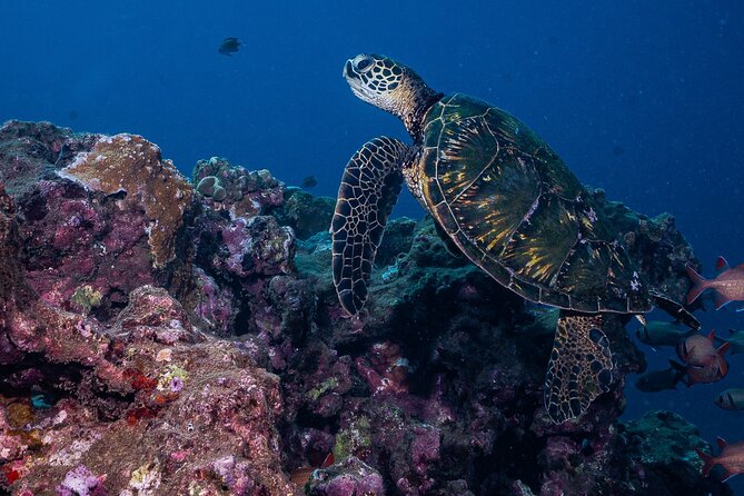Discover Scuba Diving Class from Lahaina - Who Should Book This, and Who Might Want Another Option
