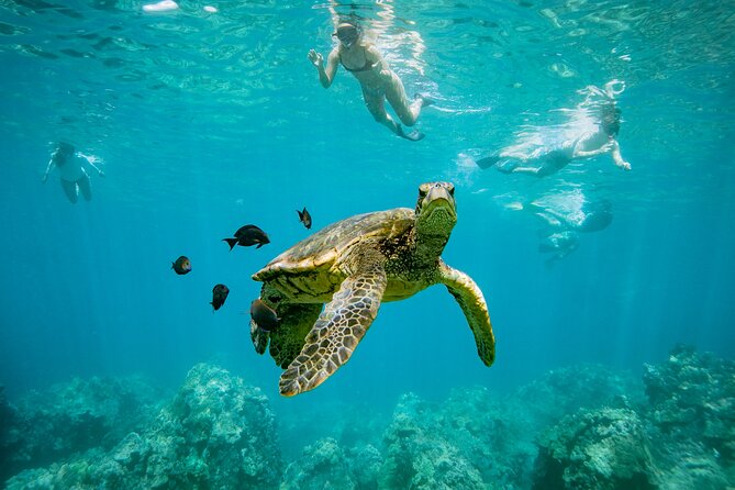 Discover the Magic of Coral Garden’s Turtle Town - Maalaea Harbor - Key Highlights You’ll Actually Care About