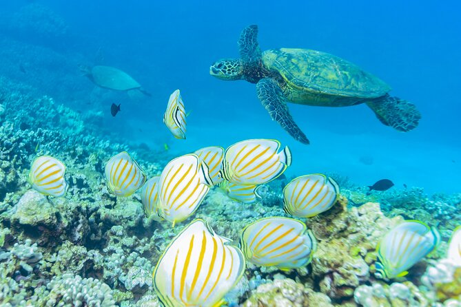 Discover the Magic of Coral Garden’s Turtle Town - Maalaea Harbor - Price and Value: Is $159 Fair for Maui?