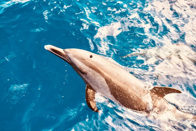 Dolphin Watching and Snorkeling on the West Coast of Oahu - Quick takeaways before you go