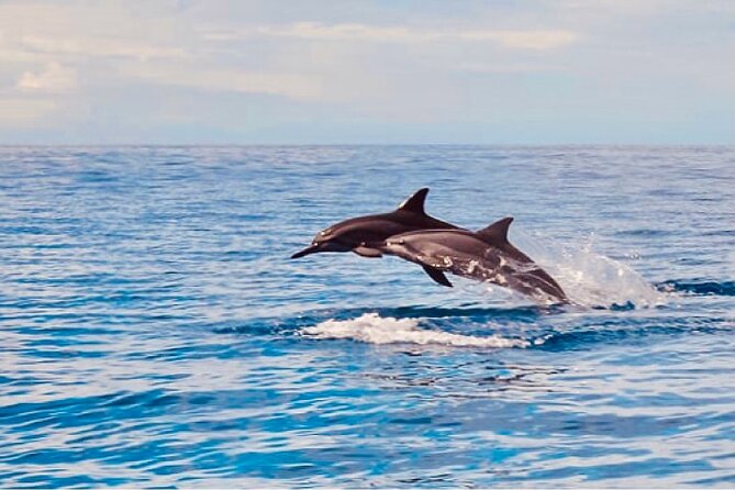 Dolphin Watching and Snorkeling on the West Coast of Oahu - Dolphin Watching on West Oahu: Why This Area Works