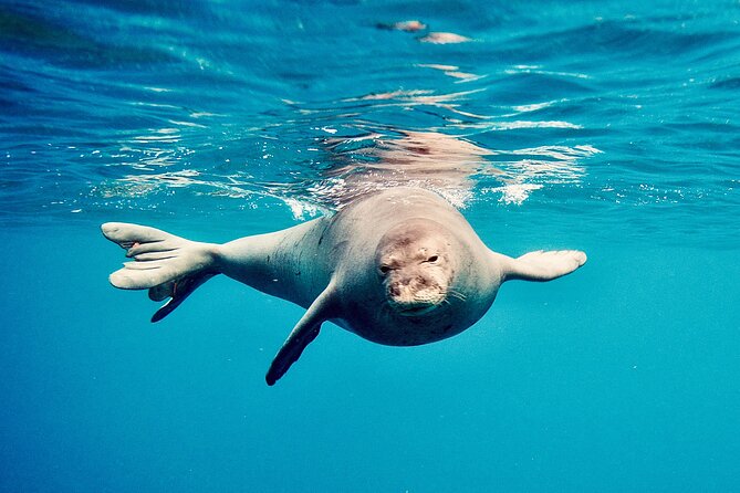 Dolphin Watching and Snorkeling on the West Coast of Oahu - Snorkeling After Dolphin Watching: Easy Gear, Beginner-Friendly Ocean Time