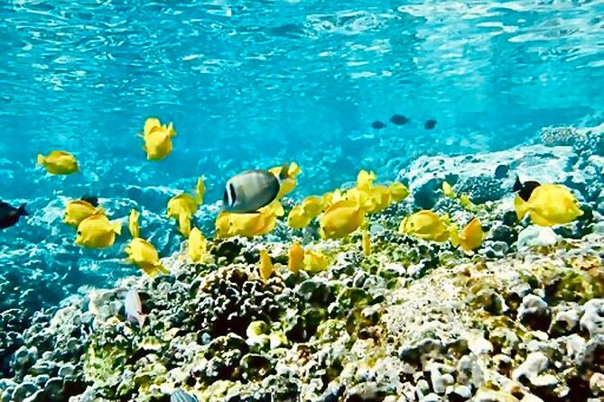 Dolphin Watching and Snorkeling on the West Coast of Oahu - Who This Tour Fits Best (And Who Might Want a Different Plan)