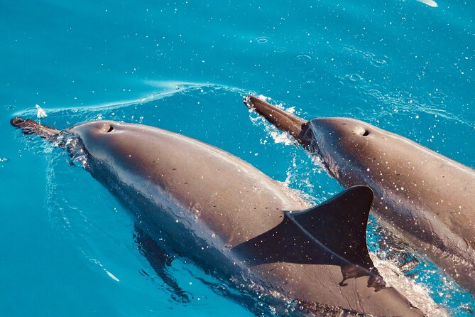 Dolphin Watching and Snorkeling on the West Coast of Oahu - The 12:30 PM Start and Waikiki Pickup Time: Plan Like a Local