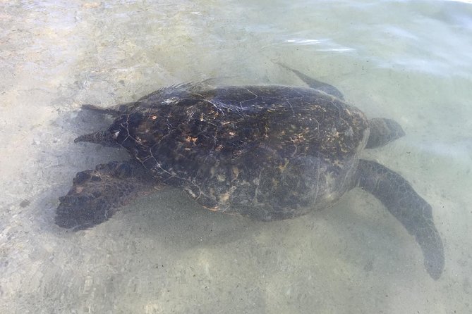 Eco-adventure friendly Aloha Island Tour - Laniakea Beach (Turtle Beach): nature viewing with clear purpose