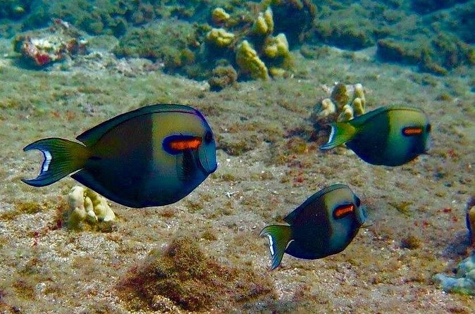 Eco Sea Scooter Beach Entry - Rent a GoPro Video tape Sea Turtles - Price and Value: What $189 Buys You (and What It Doesn’t)