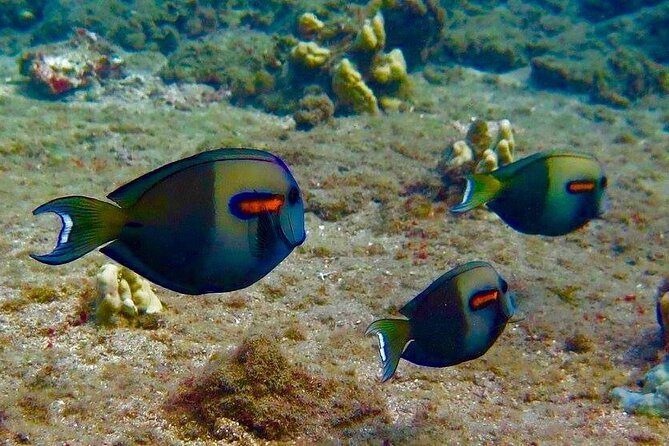 Eco Sea Scooter Beach Entry - Rent a GoPro Video tape Sea Turtles - Who This Tour Fits Best (And Who Should Rethink It)
