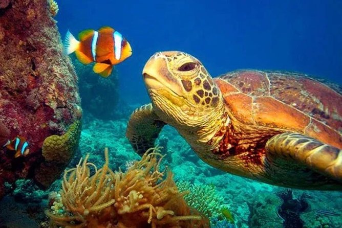 Eco Sea Scooter Guided Beach Tour From The Famous Kapalua Bay - Price and value: what $179 buys you in real terms