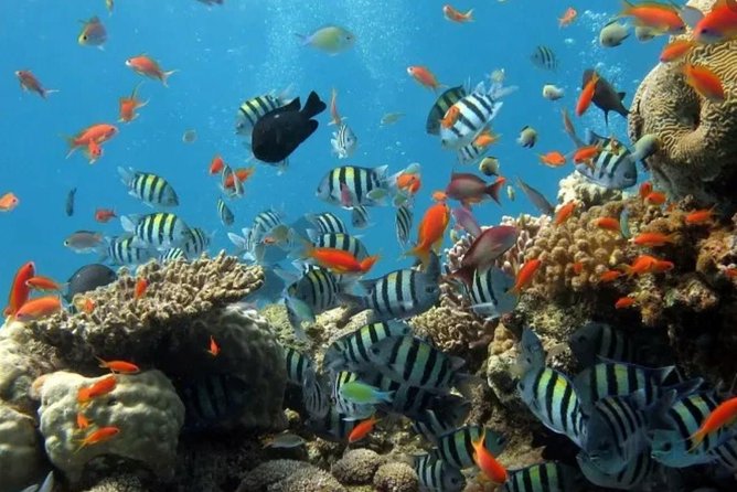 Eco Sea Scooter Guided Beach Tour From The Famous Kapalua Bay - Who should go (and who should rethink it)