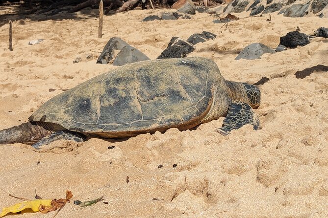 Famed North Shore Tour - Shark’s Cove: clear water, colorful fish, and a tide-pool reset