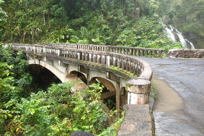 Famous Road to Hana Waterfalls, Black Sand Beach & Lunch - Rainbow eucalyptus trees add a fun, quick science lesson