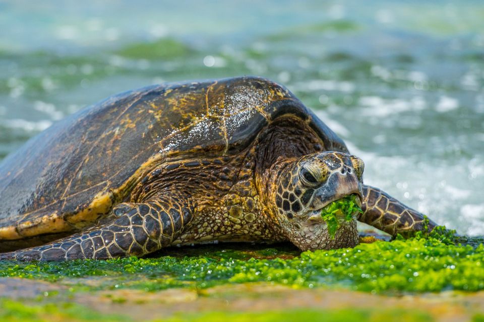 First Day Must 10-Hour Sunrise & Full Island Photo Tour - Haleiwa-area breaks and arts & crafts market time