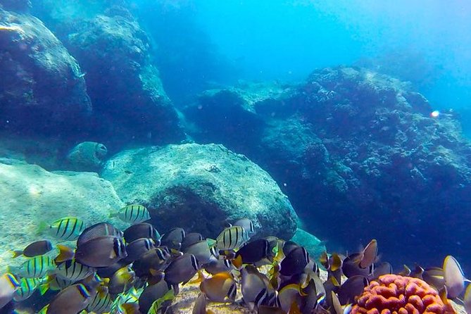 First-Time Scuba Diving in Honolulu + Free Videos - Key highlights you’ll actually care about