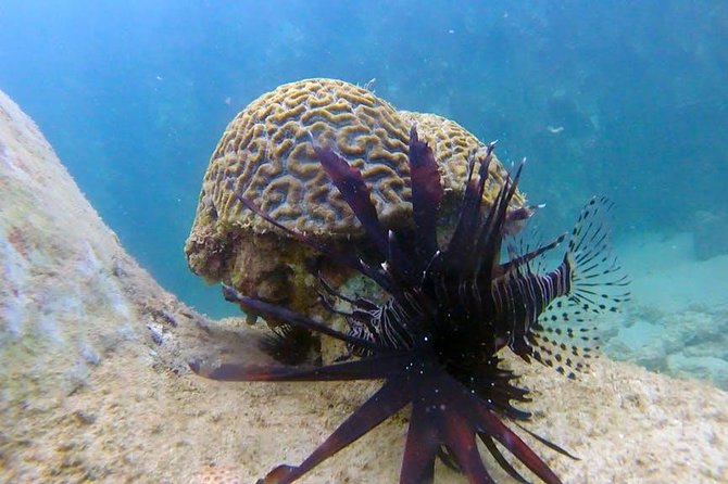 First-Time Scuba Diving in Honolulu + Free Videos - What to expect when the session is short