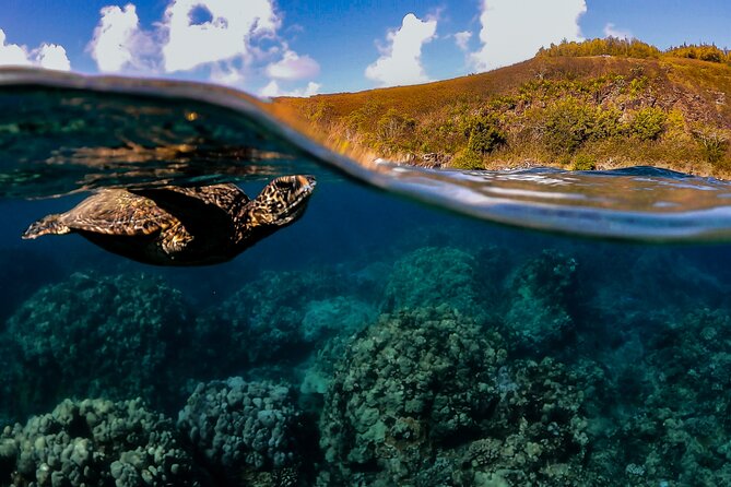 First Timers and Non-Swimmers Snorkeling Experience in Wailea - Key things that make this Wailea snorkel work