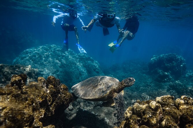 First Timers and Non-Swimmers Snorkeling Experience in Wailea - Your time on the reef: lava arches, coral sanctuaries, and turtle sightings