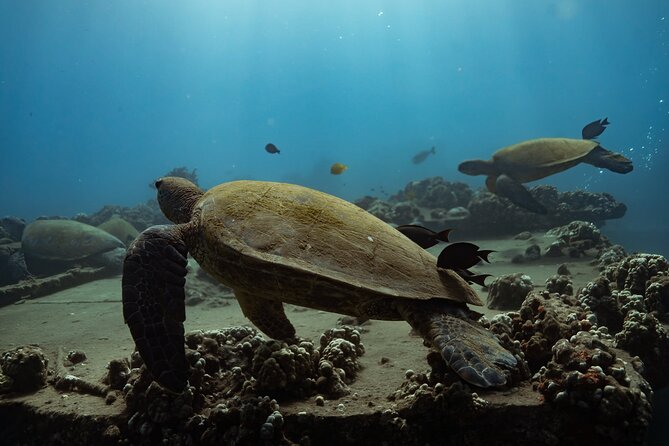 First Timers and Non-Swimmers Snorkeling Experience in Wailea - The 8:00 am meeting point and how to show up smoothly