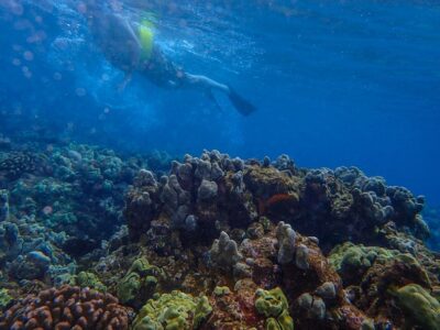 Four Winds Molokini Snorkeling Tour from Maalaea Harbor - Check-in at Maalaea Harbor: simple start, real-world details