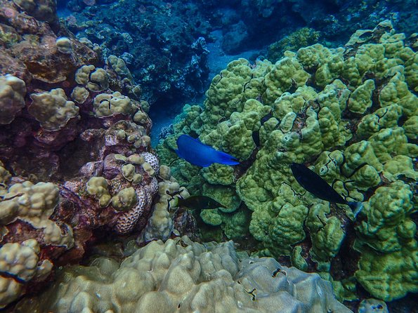 Four Winds Molokini Snorkeling Tour from Maalaea Harbor - Glass-bottom viewing: a great option, with one limitation
