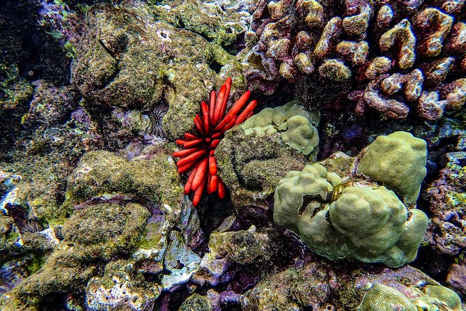 Four Winds Molokini Snorkeling Tour from Maalaea Harbor - What if Molokini isn’t possible? Weather happens