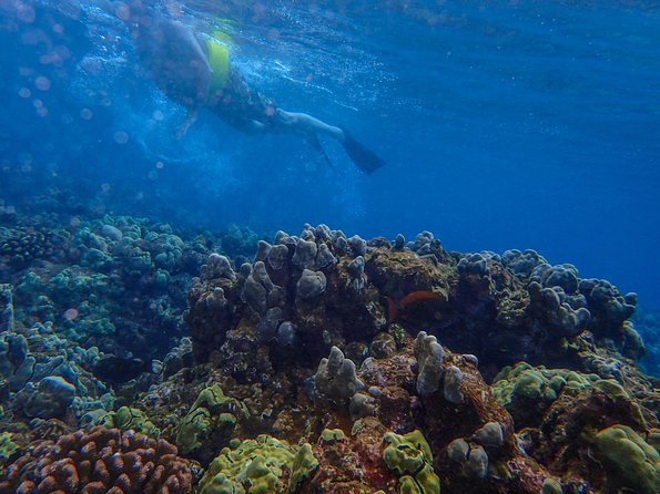 Four Winds Molokini Snorkeling Tour from Maalaea Harbor - Check-in at Maalaea Harbor: simple start, real-world details