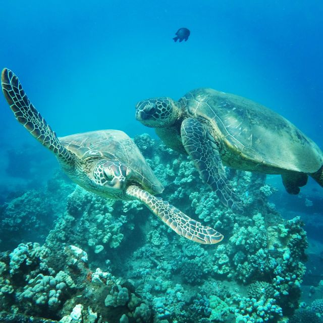 From Kaanapali: Afternoon West Maui Snorkeling w/ Drinks - Sea Maui II catamaran from Kaanapali: why this boat style matters