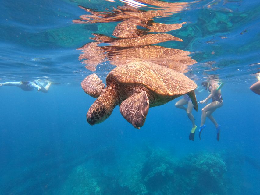 From Ka'anapali: West Maui Half-Day Snorkel Tour w/ Food - Key Things I’d Focus On