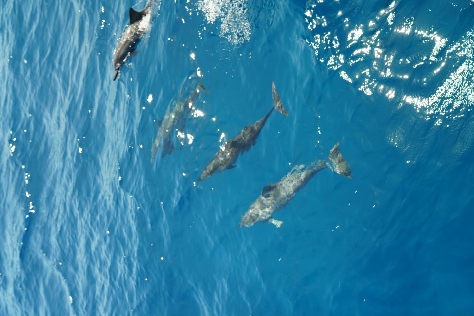 From Ka'anapali: West Maui Half-Day Snorkel Tour w/ Food - Should You Book This Ka’anapali Snorkel Tour With Food?
