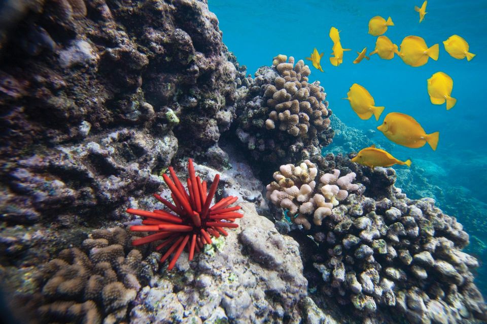 From Kihei: Molokini Crater and Turtle Town Snorkeling - Key things I’d prioritize