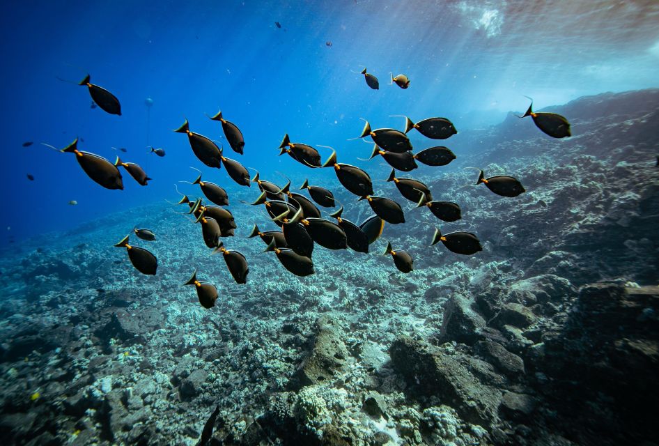 From Kihei: Molokini Crater and Turtle Town Snorkeling - What’s included (and what you must bring) for a smooth snorkeling day