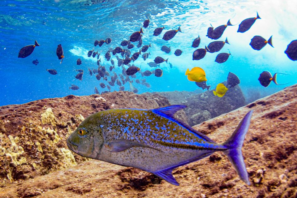 From Kihei: Molokini Crater and Turtle Town Snorkeling - The Getaway ride: comfort, crew attention, and whale watch time