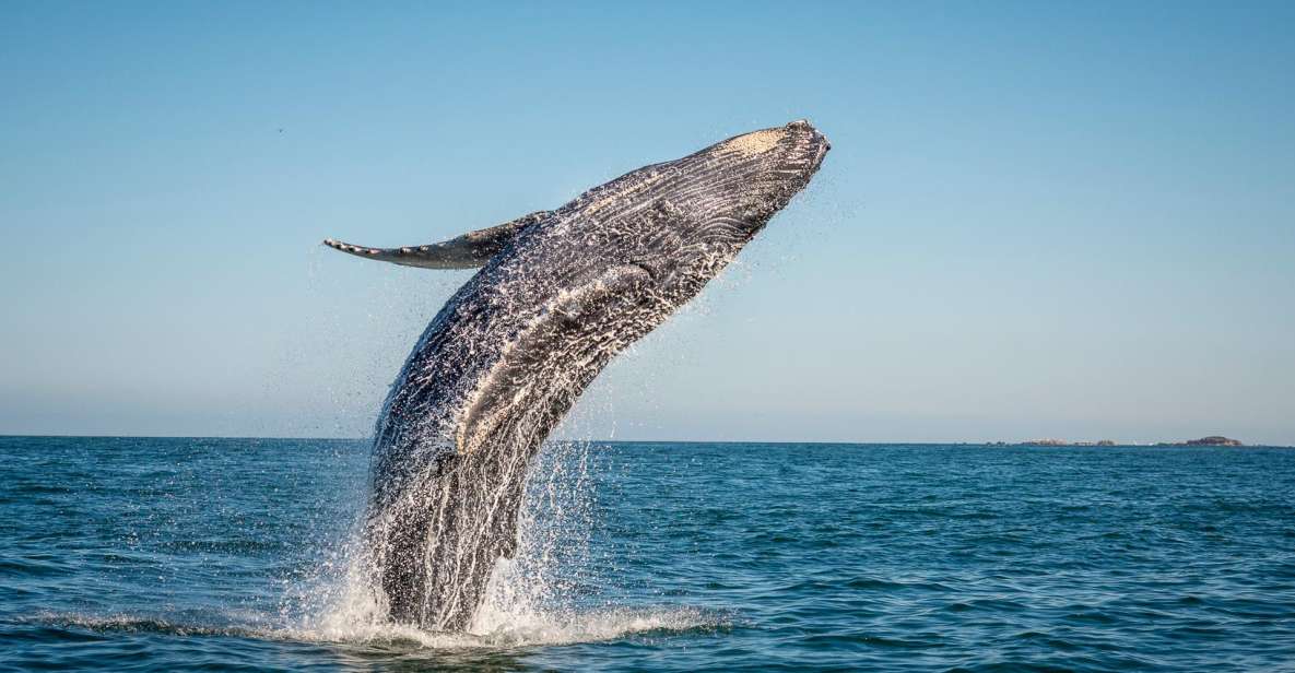From Ma'alaea: Afternoon Whale Watch Tour Aboard the Malolo - Key highlights I’d circle before you book