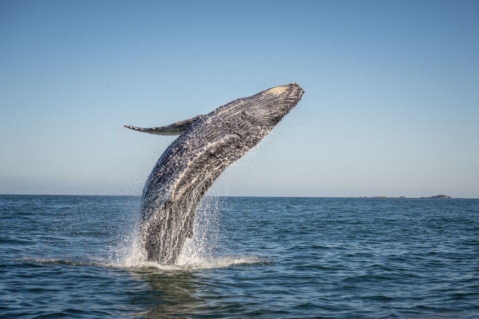 From Ma'alaea: Afternoon Whale Watch Tour Aboard the Malolo - What to Look For on the Surface: Fins, Flukes, Peduncle, Breaches