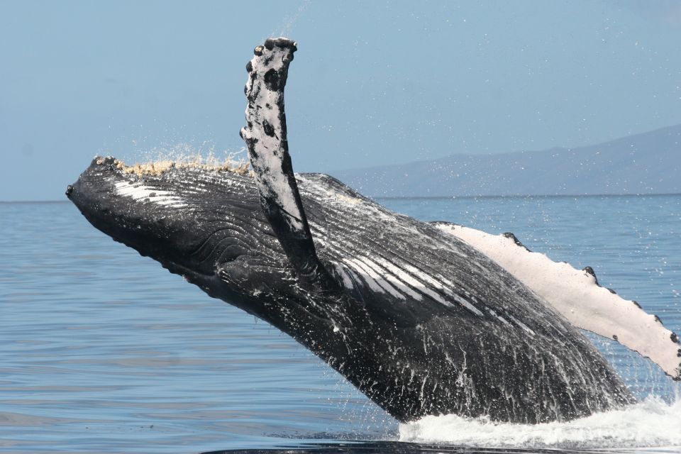 From Ma'alaea: Afternoon Whale Watch Tour Aboard the Malolo - So Is It Worth $59? Whale Odds, Season Timing, and Who It Fits