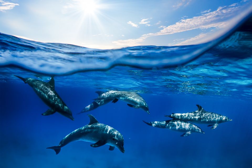 From Ma'alaea: AM Turtle Town Snorkel Aboard Quicksilver - The main event at Makena: snorkel time with turtles and reef life
