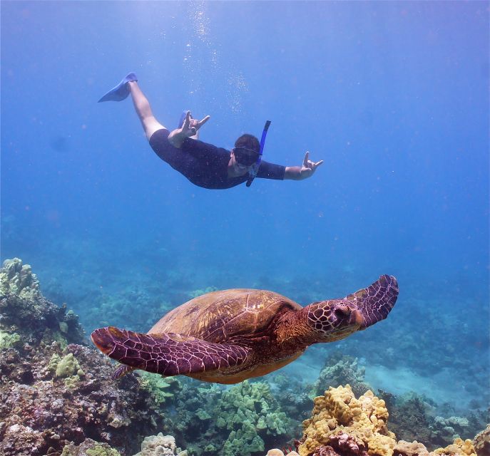 From Ma'alaea: AM Turtle Town Snorkel Aboard Quicksilver - Price and value: what $85 actually buys you