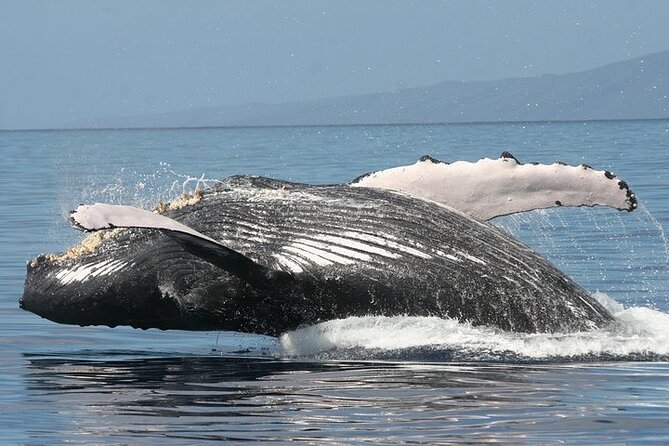From Ma'alaea Harbor: Sunset Whale Watch Tour Aboard the Malolo - How the whale song works with the underwater hydrophone