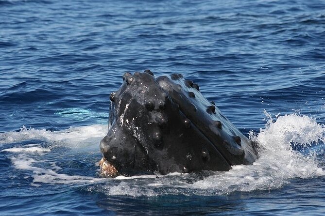 From Ma'alaea Harbor: Sunset Whale Watch Tour Aboard the Malolo - The ride, the crew, and the overall onboard vibe