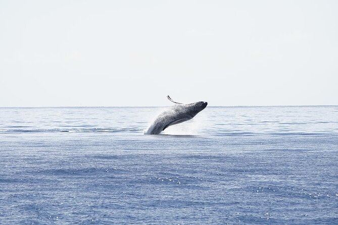 From Ma'alaea Harbor: Sunset Whale Watch Tour Aboard the Malolo - The big thing to double-check: boat name and photo expectations